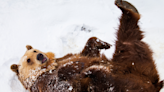 Happy Bear Plays in Lake Tahoe Snow Just Like a Human Kid