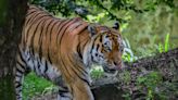 Nepal Nearly Triples Its Wild Tiger Population in 13 Years