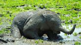 Baby Elephant Splashing Around in Mud at the Fresno Chaffee Zoo Is So Irresistible