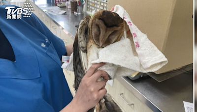 貓頭鷹「小蘋果」困鳥網受傷獲救！3個月野放