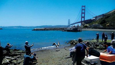 Starving brown pelicans strain wildlife rescue centers | Pacific Sun