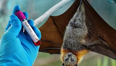 Alerta en India por el virus Nipah: los científicos advirtieron de su potencial pandémico