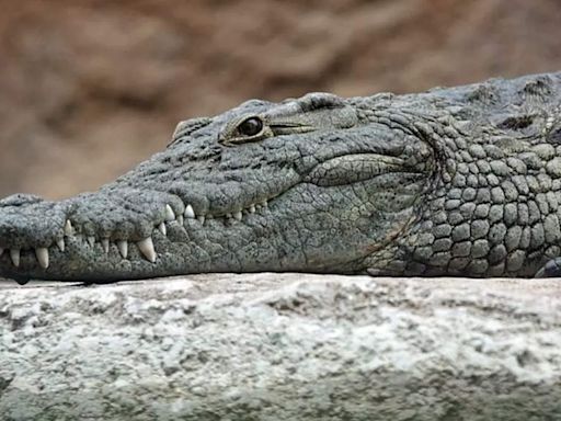 Crocodiles vs. alligators: Spotting the differences | - Times of India