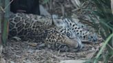 ¡Qué lindos gatitos! Así puedes poner nombre a los 3 jaguares bebés de Chapultepec