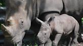 From Lissa to Alissa: Lion Country Safari's 40th rhino calf honors one the park mourns