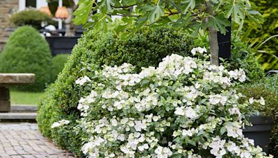 The Garden Guy: Here comes the Fairytrail Bride Hydrangea, all dressed in cascading white