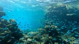 Great Barrier Reef again undergoes mass coral bleaching event