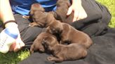 Puppies rescued in Troy after being left to die in a dumpster