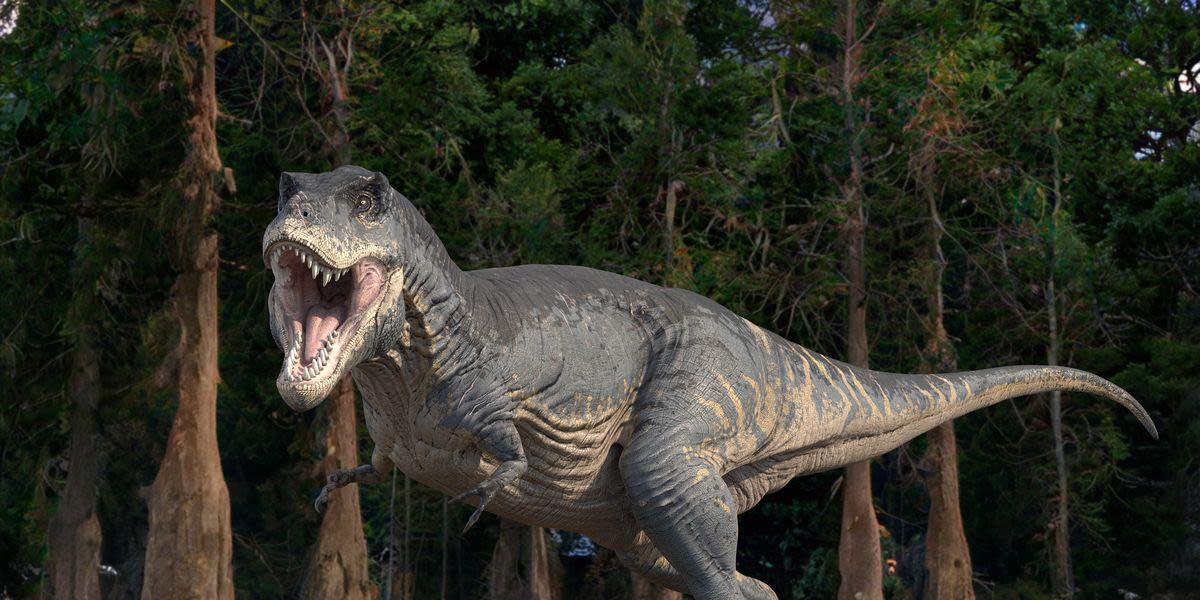 Three Boys Discovered a T. Rex Fossil on a Hike. Soon, It Will Be on Display.