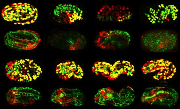 New ‘Atlas’ Provides Unprecedented Insights on How Genes Function in Early Embryo Development | Newswise: News for Journalists