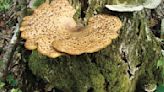 West Virginia Poison Center experts warn of the dangers of wild mushrooms