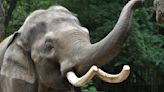 Raja the elephant, a big draw at the St. Louis Zoo, is moving to Columbus to breed