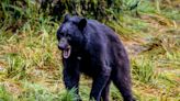 California Confirms First Ever Fatal Black Bear Attack On A Human | iHeart