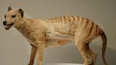 Long-lost remains of last Tasmanian tiger from 1936 found in museum cupboard