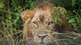 Uganda condena a 17 años de cárcel a dos furtivos por matar a seis leones