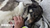 Dog praised after alerting owners to home fire in Cornwall