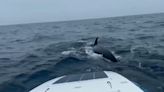 Video: un hombre navegaba solo en el océano Atlántico y fue rodeado por una manada de ballenas