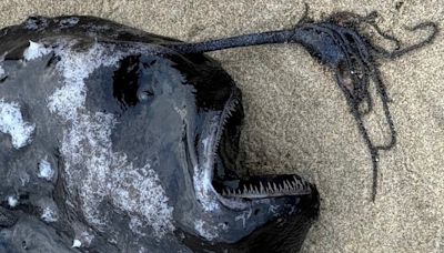 Rare sea creature equipped with a light washes ashore in Oregon