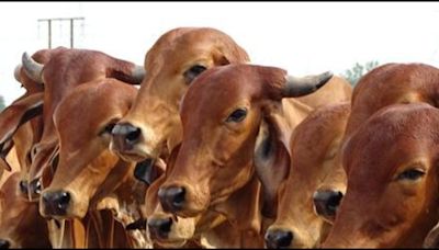 Delhi HC to pass orders on shifting dairy from Bhalswa to Ghoga