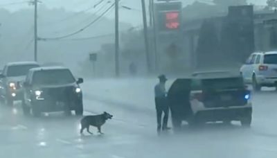 Tennessee Trooper Helps Dog Lost in Pouring Rain Get 'Home Safe'