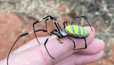 Arañas venenosas gigantes podrían llegar a Nueva York y Nueva Jersey pronto