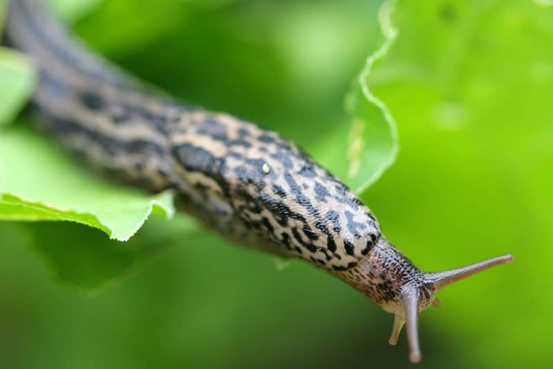 Try poison-free eviction of slugs and snails from your garden