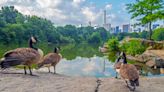 H5N1 Avian Influenza Detected In New York City’s Wild Birds