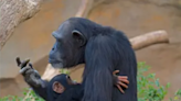 烏克蘭動物園黑猩猩逃獄出外玩 最終在工作人員的陪同下「騎自行車回到動物園」