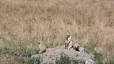 Forest Service bans prairie dog hunting in part of SD’s Conata Basin to protect endangered ferrets