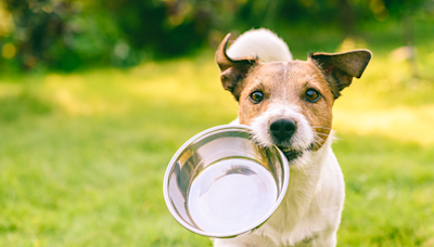Myths about dog wellness, debunked