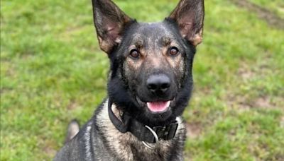 First picture of police dog who died responding to Watermead Park incident