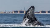 Gotham Whale, a New York City-based nonprofit, allows citizen scientists to assist in conservation efforts