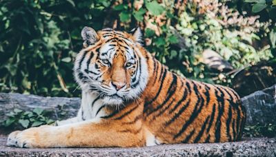 World Tiger Day: Highlighting The Plight Of Majestic, Stunning Big Cat