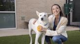 Students foster pets, volunteer at shelter