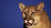 California Family Dog Attacked by Mountain Lion
