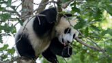 Panda diplomacy: China woos tech industry by sending bears to California