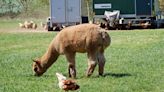 Alpacas infected with H5N1 avian flu in Idaho