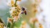 【食力】風味濃郁的東山龍眼花蜜吸引全台蜂農專程取蜜！為何2023年花況大爆發、蜜量卻不如預期？