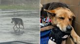 German Shepherd Spotted Alone in the Rain Clutching Stuffed Animal Is Rescued with Her Toy