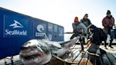 Shark tale: A great white shark is cruising the Atlantic Ocean from New Jersey to the Carolinas