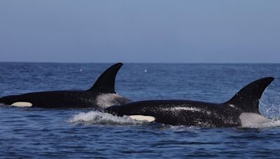 Video captures return of killer whales to Southern California