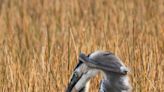 Epic battle between heron and snake in Florida wildlife refuge caught on camera
