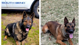 Bullet and stab proof vests donated to two South Bend Police K9s