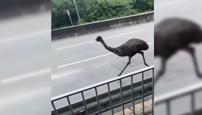 Runaway emu shocks passers-by in Tin Shui Wai - RTHK
