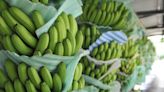 Banano ecuatoriano ya llegó a China con menos aranceles por acuerdo comercial