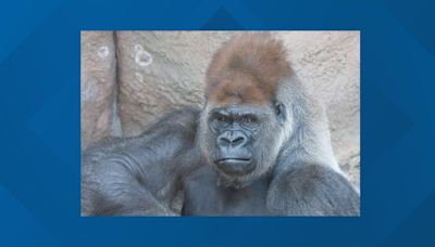 Saint Louis Zoo suffers great loss after sudden death of Little Joe