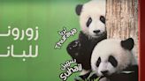 Bamboo or bust: Mixed success for giant pandas tasked with World Cup predictions