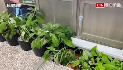 首查獲大宗墨西哥鼠尾草植栽 父子檔藏身雜貨店種植3級毒品（民眾提供） - 自由電子報影音頻道