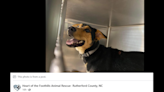 Dog shot with arrow ‘never stopped wanting to be loved.’ Now NC pup will need a home