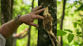 Emerald ash borer spreads to five more North Carolina counties